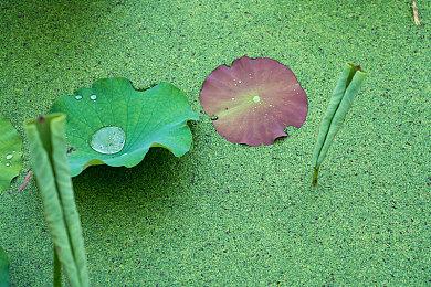《宝可梦：大集结》本周更新新皮肤 新角色泄露